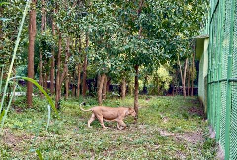 Asiatic Lions Adopted by NTPC Patratu