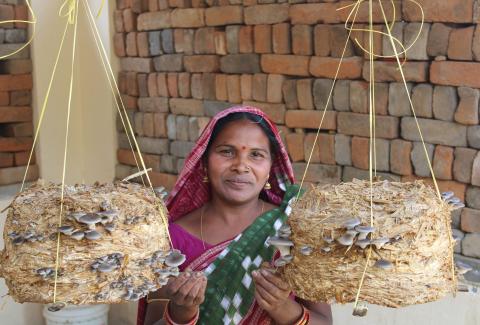 Mushroom Plantation at Dulanga